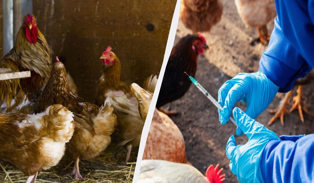 Как укрепить здоровье кур: простые советы для птицеводов