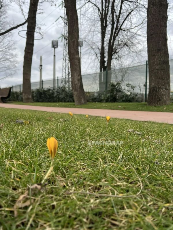 Первые крокусы появились в парке Галицкого