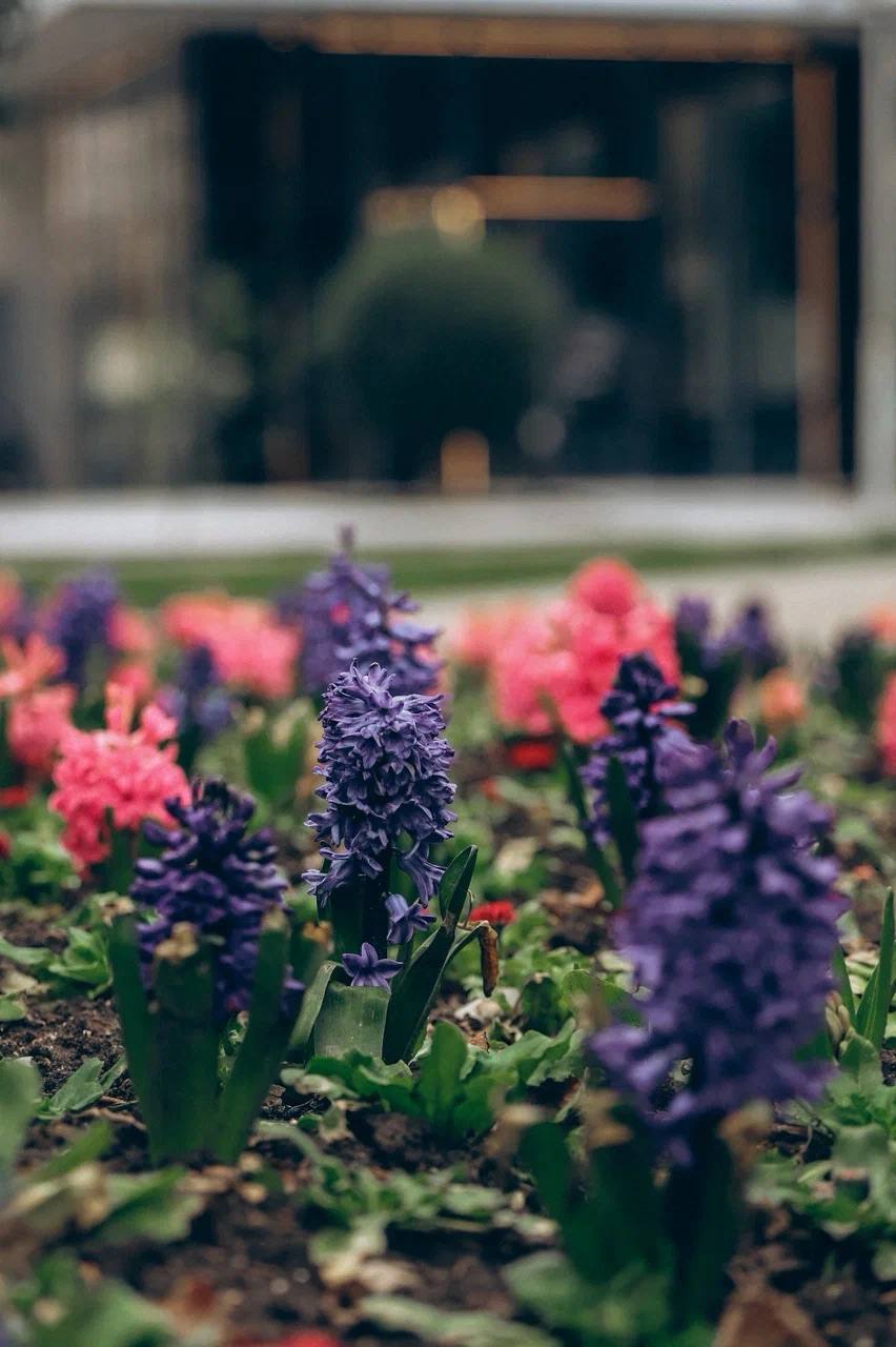 Алексей Богодистов: В марте начинаем большое обновление зелёного облика Геленджика Алексей Богодистов: В марте начинаем большое обновление зелёного облика Геленджика