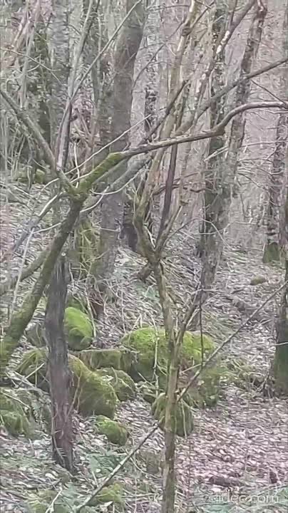 Величественных зубров сняли сотрудники Псебайского заказника