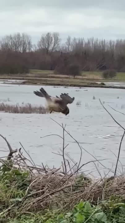 В Краснодарском крае произошёл «сбой матрицы» — блогер снял, как пустельга во время охоты буквально зависла в воздухе