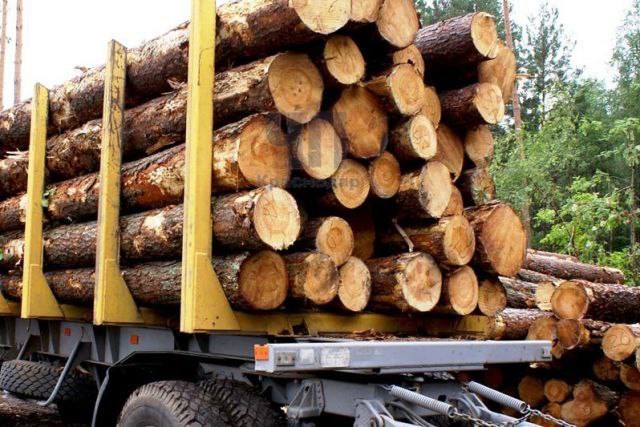 На Кубани иностранец попался на контрабанде ценной древесины