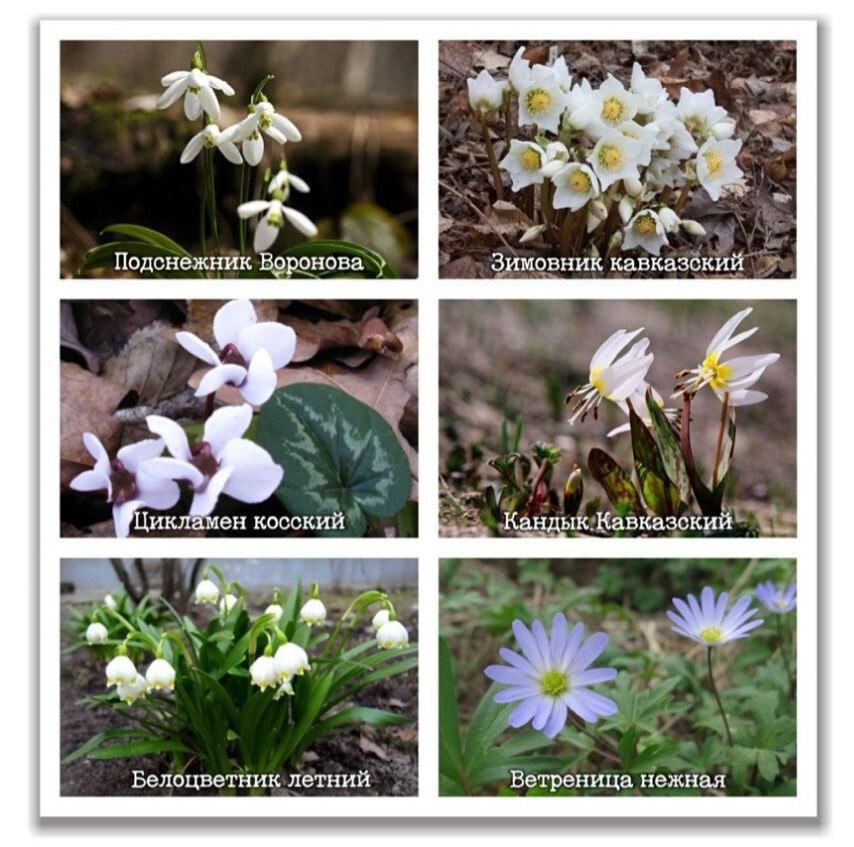 На территории Краснодарского края проходит Всероссийская операция «Первоцветы»