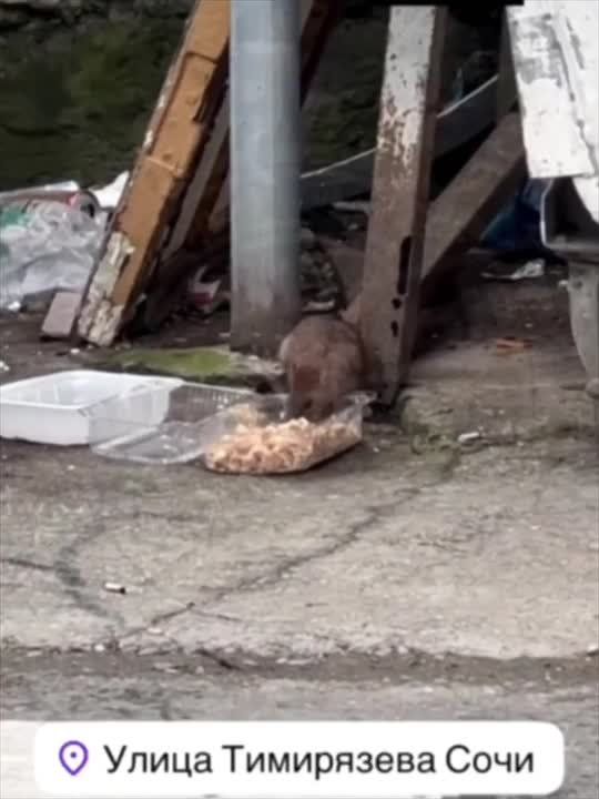 ���� ����������� ���� ������, ������� �� �������������