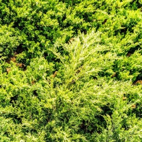 Как правильно укрыть тую на зиму: полезные советы