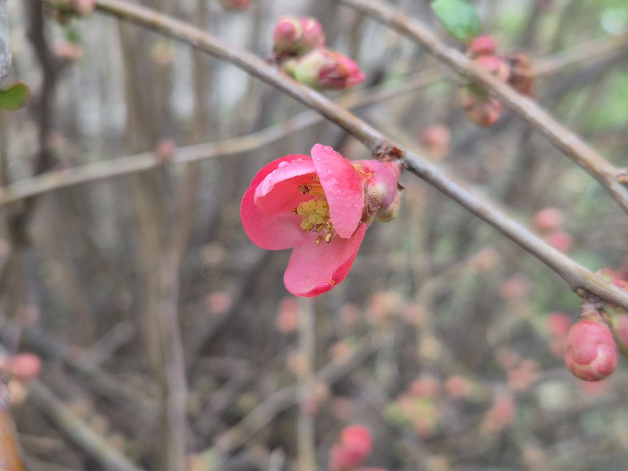 В Краснодаре зацвела айва японская В Краснодаре зацвела айва японская