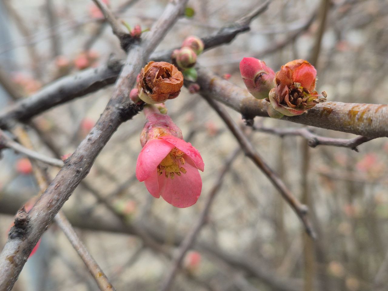 В Краснодаре зацвела айва японская В Краснодаре зацвела айва японская