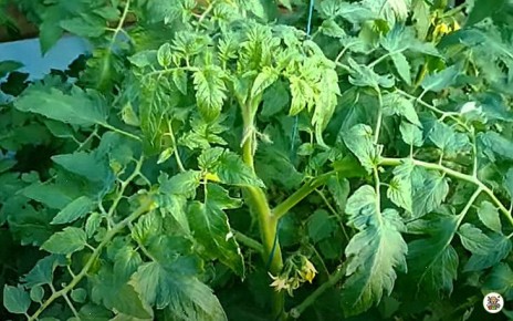 Почему ваши томаты обрастают листьями, но не плодовиты? Разбираемся