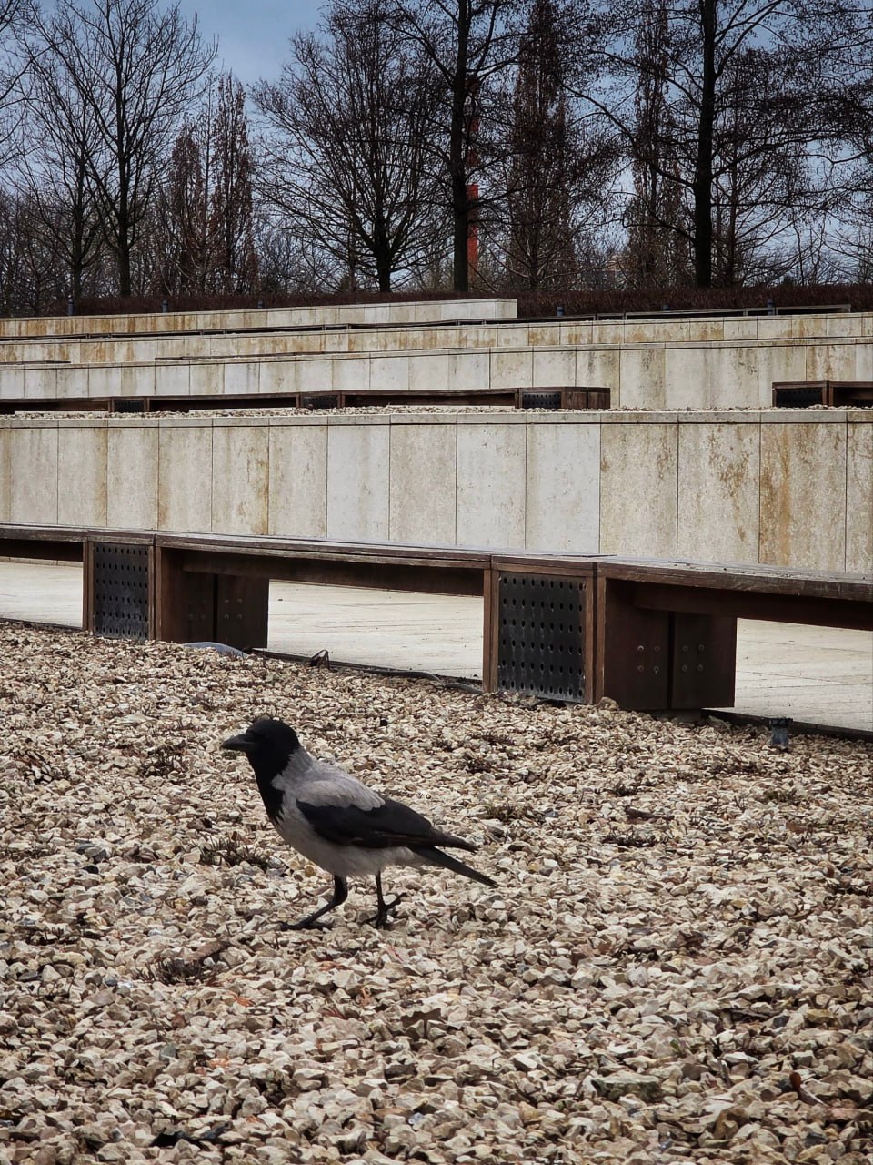 Электрический шалфей уступает место настоящему в парке «Краснодар» Электрический шалфей уступает место настоящему в парке «Краснодар»