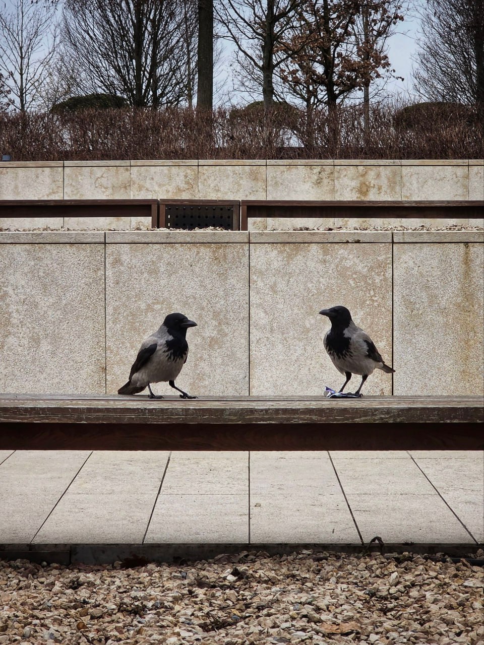 Электрический шалфей уступает место настоящему в парке «Краснодар» Электрический шалфей уступает место настоящему в парке «Краснодар»