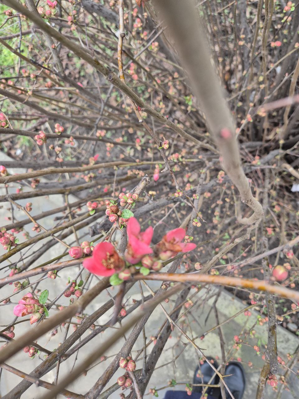 В Краснодаре зацвела айва японская В Краснодаре зацвела айва японская