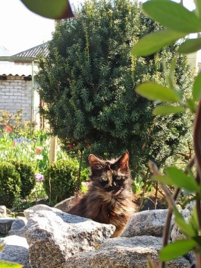 Как предотвратить вымерзание деревьев в следующем сезоне