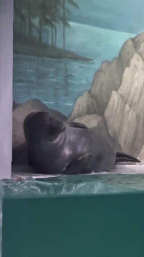 ��� ������, ����� � �������� ����������� ������ �������� ��������� ������