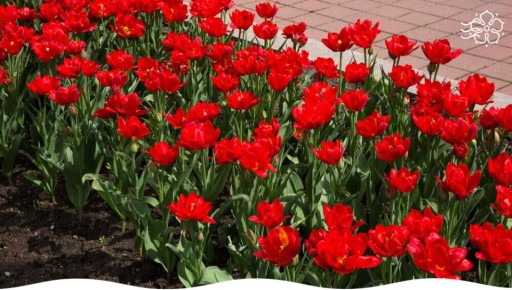 Яркие красные однолетники для вашего сада