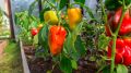 Как сохранить урожай перцев по дедовскому методу