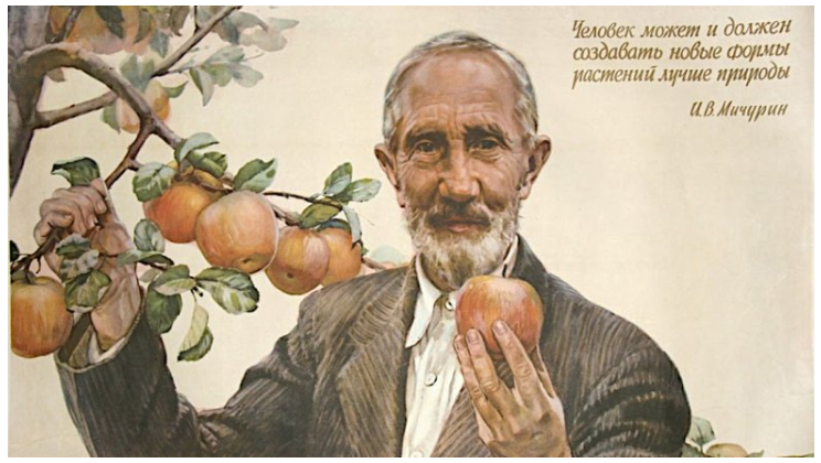 Как превратить любую грядку в чернозем с помощью сидератов