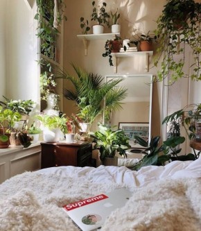 Пять растений, которые улучшат ваш сон и создадут комфорт