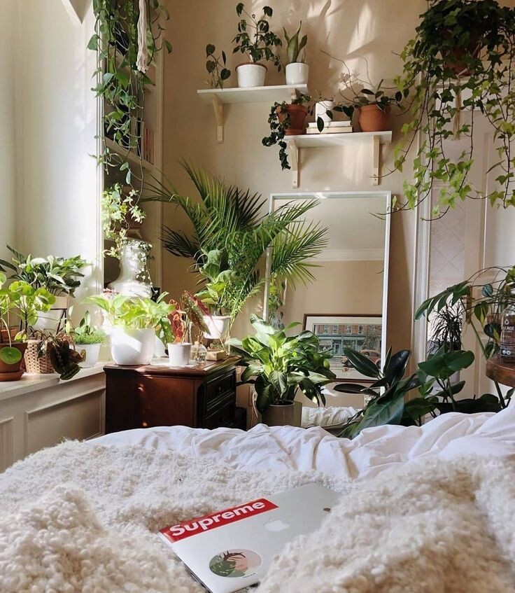 Пять растений, которые улучшат ваш сон и создадут комфорт