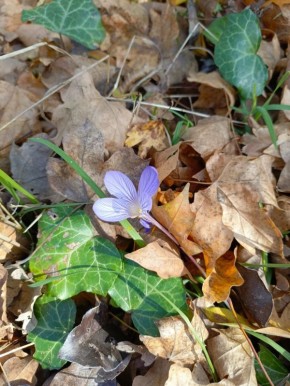 Уже завтра в свои права вступает весна