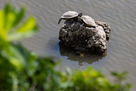 Домик для черепашки. Специалисты центра реабилитации в Анапе спасли черепашку, которая поступила к ним в ноябре 2025 года в критическом состоянии после издевательств людей