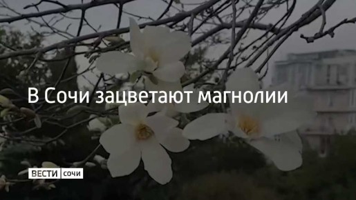 Бутоны уже распустились на магнолии Кобус в парке "Южные культуры", чуть раньше там зацвела магнолия Суланжа