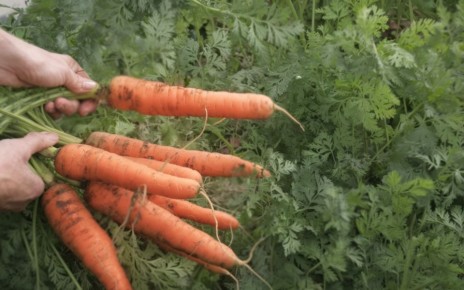 ��� ������ ������� �� ���������: ������, ������� ������������� ��������