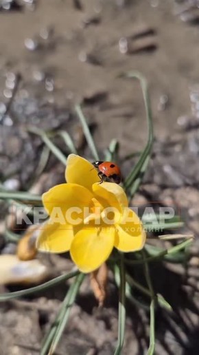 ������ ���������� �����. ��������� ��� �������� ������, ��� ���������� ����� �������