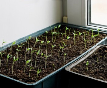 ��� ����� ��������� �� �����������: ����������� �������� ��� ��������� �������