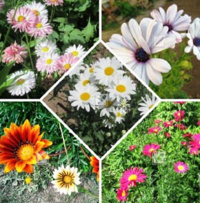 7 очаровательных ромашек для вашего цветника