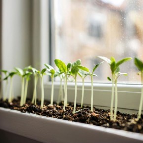 ������ �� �����������: ��� ��������� ������ �������� ������� ���