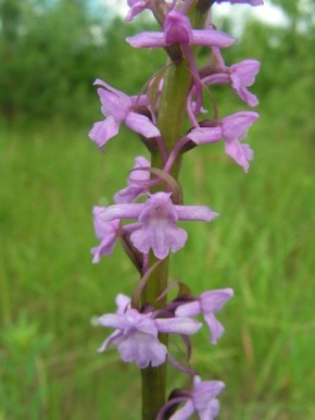 Почему ночные бабочки выбирают кокушник комарниковый?