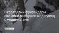 В сети набирает популярность видео, снятое в горах Сочи: группа фрирайдеров каталась по необорудованным трассам в лесу и наткнулась на берлогу, где зимовала медведица с детенышами