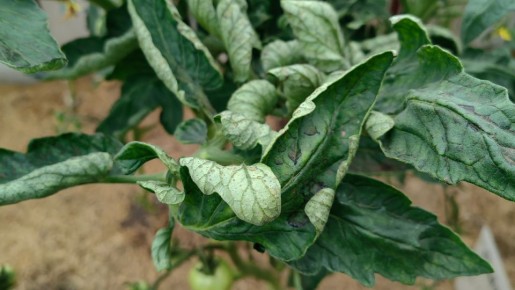 Когда листья томатов скручиваются: проверенные методы борьбы без химии