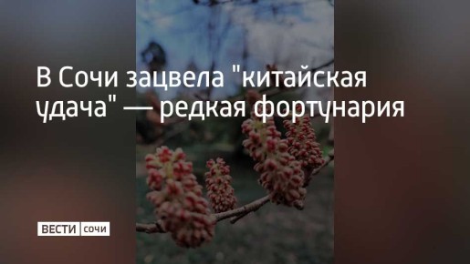 В сочинском дендропарке "Южные культуры" зацвела фортунария китайская — кустарник, чье название переводится как "удача" или "фортуна"