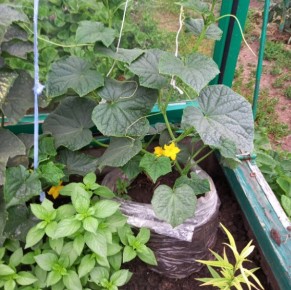 ���������� ������ ��� �������: ������� �������� � ���, ��� ������� ��� ���������