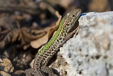 Лабинский заказник получил статус особо охраняемой природной территории