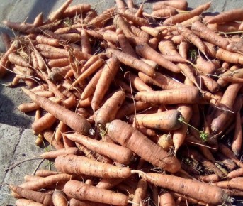 �����, ����������� ������, ����� ������� �������: ��� ������� ��������