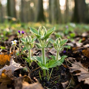 �������: ������������ ������� ��������� ��� ���������