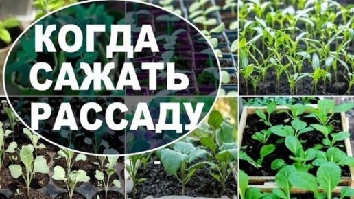 Как оптимально посеять семена в 2026 году: лунный календарь и советы агрономов