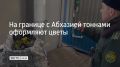 Накануне Международного женского дня из Абхазии в Россию ввозят тонны акации серебристой, которую чаще называют мимозой