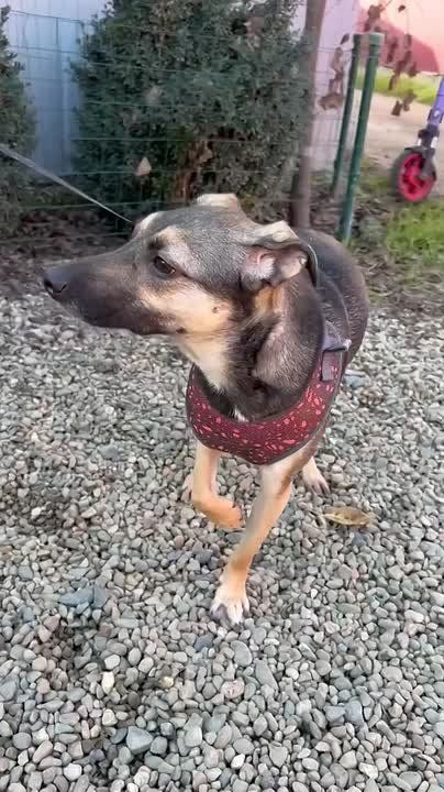 ���-���, � ������ ��-��. ����������� �������������� ������ ���������� ����������� � ������� 1,5 ��� ������ �� �������