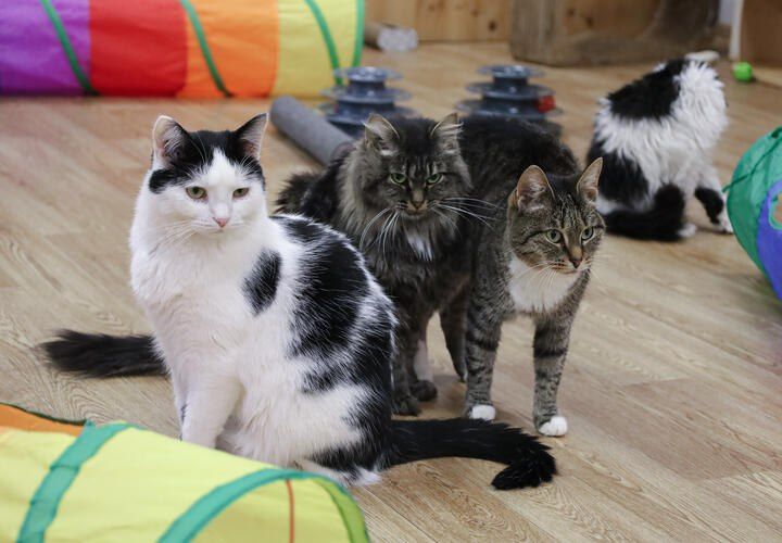 � ������� ������ ������������ ���� ��������� ������ �������, ������� ���������� ��� ������