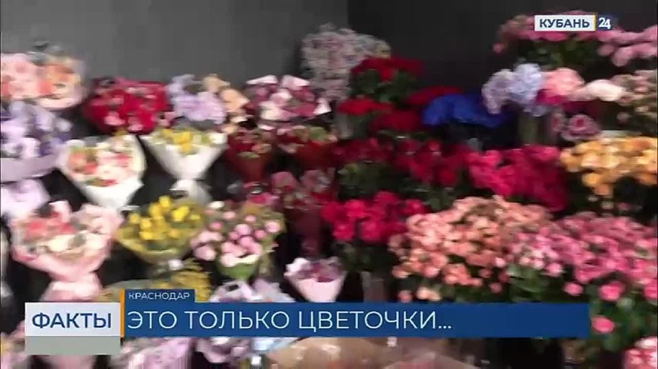 70 рублей за штуку — такая цена за самый дешевый тюльпан на Кубани