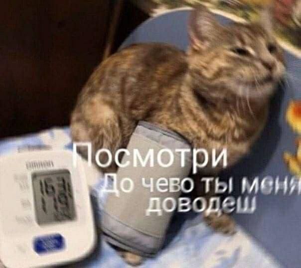 Российские ветеринары бьют тревогу: кошки и собаки массово впадают в депрессию