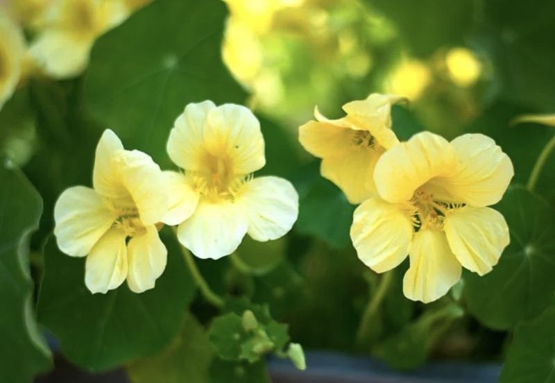 Съедобные цветы: 10 удивительных ингредиентов для вашей кухни