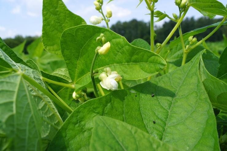 Как правильно вырастить фасоль: секреты успешной посадки и ухода