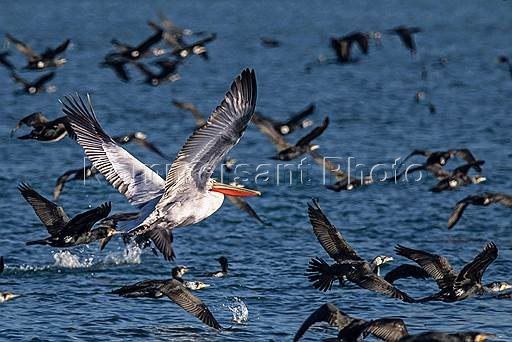 ������ ����� ������������� ��������� � �������������