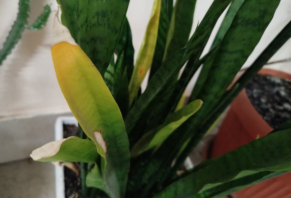 Причины пожелтения листьев комнатных растений