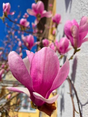 Яркая и изящная магнолия благоухает в Геленджике