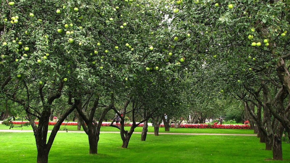 Весна — время для садовых экспериментов